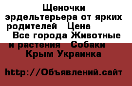 Щеночки эрдельтерьера от ярких родителей › Цена ­ 25 000 - Все города Животные и растения » Собаки   . Крым,Украинка